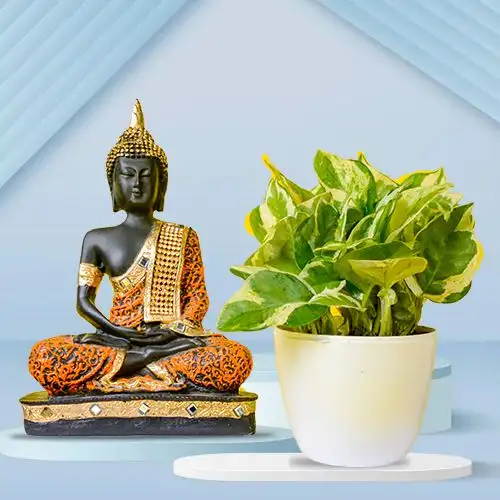 Air Purifying Golden Pothos Plant n Buddha Idol Duo