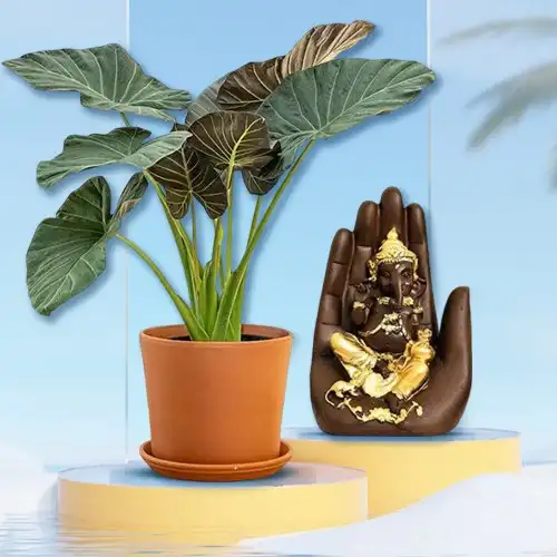 Classy Duo of Elephant Ear Plant N Palm Ganesha Showpiece