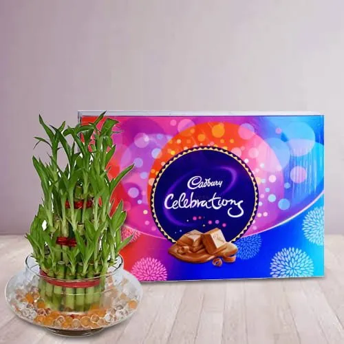 Send 2 Tier Lucky Bamboo Plant with Cadbury Celebrations Pack