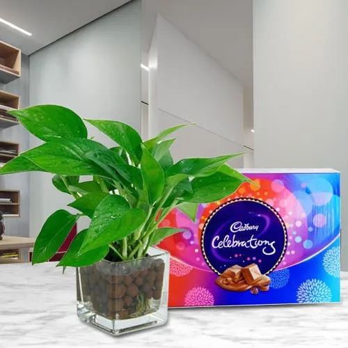 Send Money Plant in Glass Vase with Cadbury Celebrations Pack