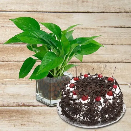 Shop for Money Plant in Glass Pot with Black Forest Cake